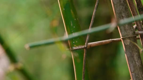 Cortar o bambu na floresta, cortar as árvores de bambu por faca de corte . — Vídeo de Stock