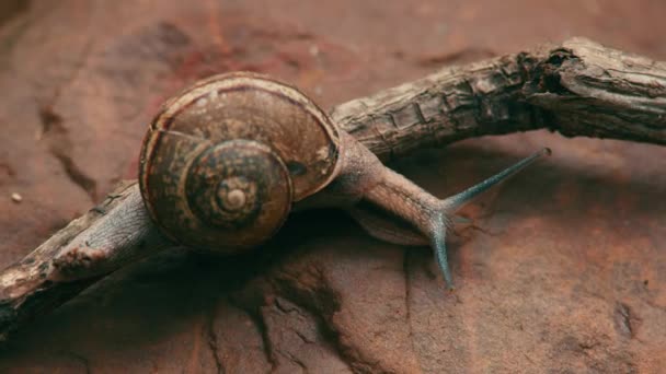 Un caracol de uva se mueve lentamente sobre el árbol — Vídeos de Stock