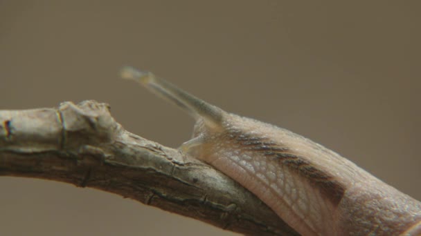 Escargot rampant sur l'arbre 
