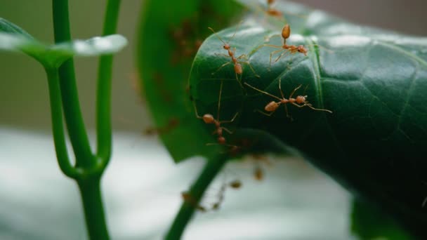 Gros plan sur l'activité des fourmis tisserandes autour du nid . — Video