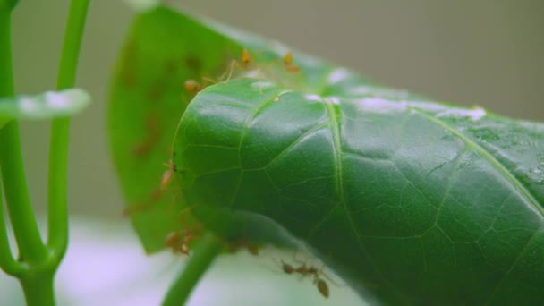개미들의 행동을 관찰 합니다. 개미 다리 단결 팀 — 비디오