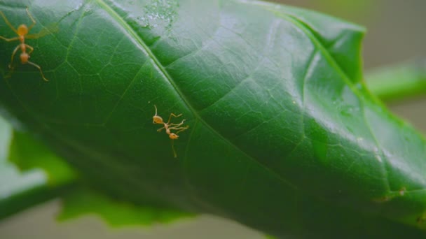 Les nids des fourmis construisent à partir de feuilles sur arbres 