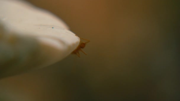 Gros plan macro fourmis rouges se déplacent autour du champignon blanc 