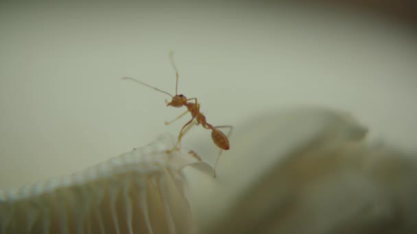 Gros plan macro fourmis rouges se déplacent autour du champignon blanc 