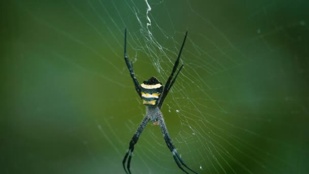 Spider on the web in the forest macro — Stock Video