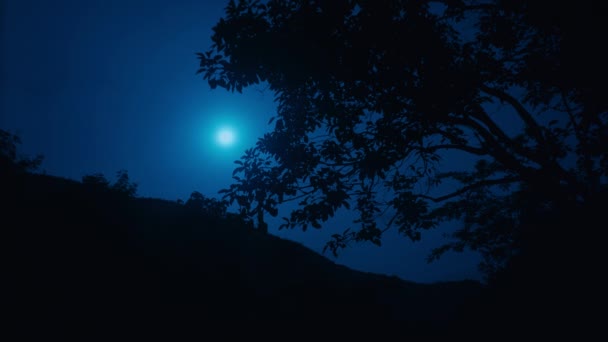 Kauniita elokuvallisia metsäpuita yöllä, valoa puiden varjoissa virtaavista taivaan puroista . — kuvapankkivideo
