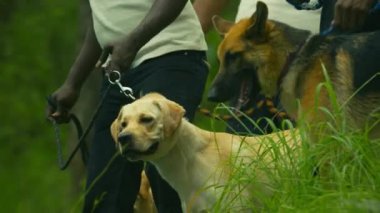 Ormanda köpek zincirini polis tutuyor.