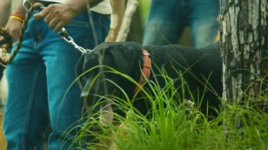 Ormanda havlayan polis köpeği.