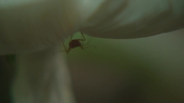 Gros plan macro fourmis rouges se déplacent autour du champignon blanc 