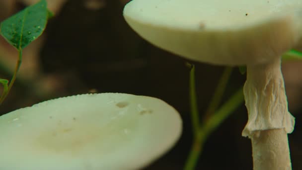 Ett stort svampparaply i skogen. Vita svampar som bär frukt på våren. — Stockvideo