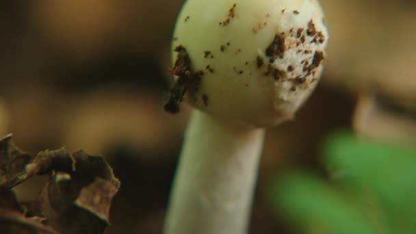 Vadon termő gombát találtak az erdő fenekén. Tavasszal termő fehér gomba. — Stock videók