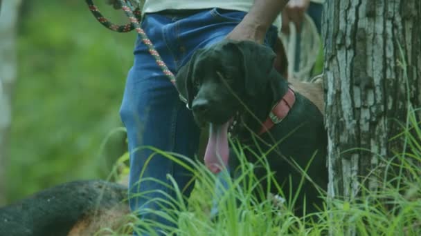 閉鎖警察官は森の中で犬の鎖を保持している — ストック動画