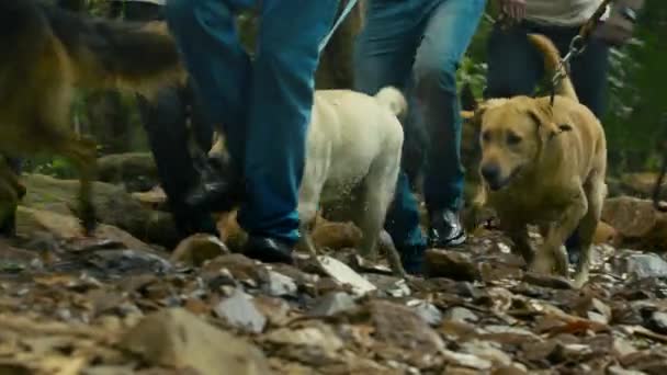 Katona dzsungel keresés katonai kutyával — Stock videók