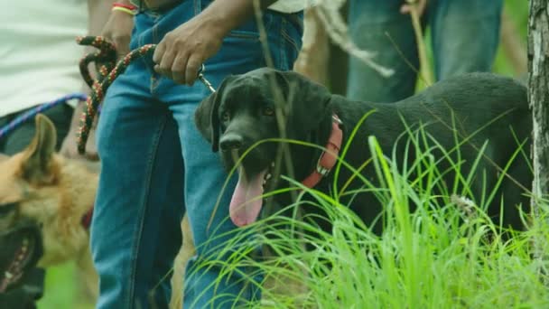 Ormanda köpek zincirini polis tutuyor. — Stok video