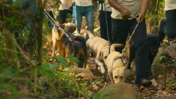 Katonai katona katonai kutyával a dzsungelben keresi. — Stock videók