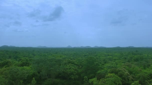 Aerial view of green forest from top — Stock Video