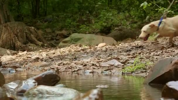 Psy z policjantem biegają po lesie deszczowym i krzyżują rzekę z kamieniem — Wideo stockowe
