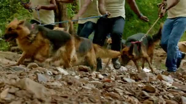 Gruppo di ricerca dell'esercito che corre attraverso la foresta con un cane da ricerca — Video Stock
