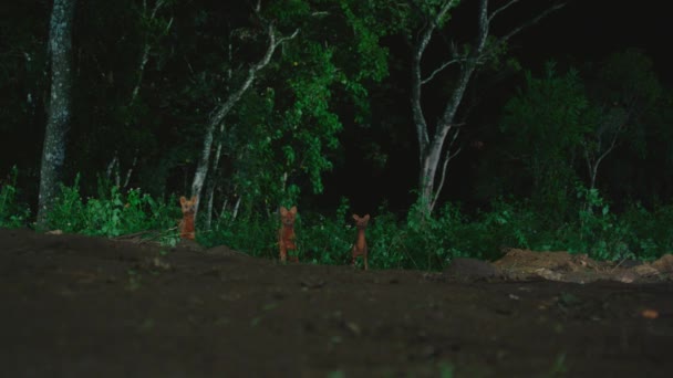 Red Fox (Toys) se dresse dans un espace ouvert à la forêt. Les renards sont principalement actifs la nuit . — Video
