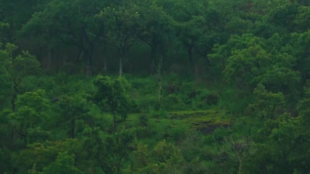 Elefante do sul da Ásia caminha em arbustos de floresta selvagem na Índia . — Vídeo de Stock