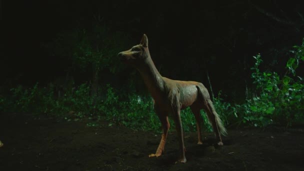 Red Fox (Игрушки) стоит на открытой местности в лесу. Лисы в основном активны ночью . — стоковое видео