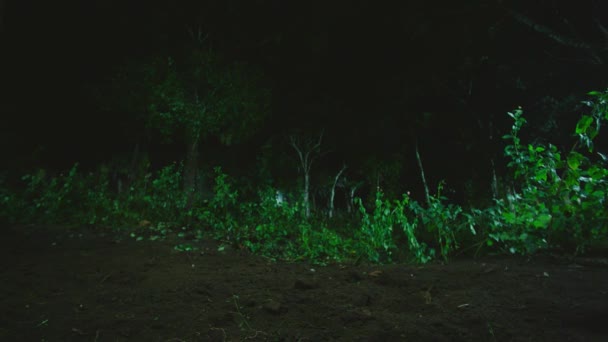 Une belle forêt la nuit comme le ciel et les ruisseaux de lumière à travers les ombres des arbres . — Video