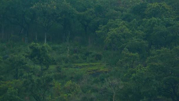 Animal feed on large meadow against forest and mountains — Stock Video