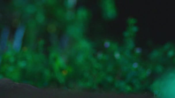 Une belle forêt la nuit comme le ciel et les ruisseaux de lumière à travers les ombres des arbres .