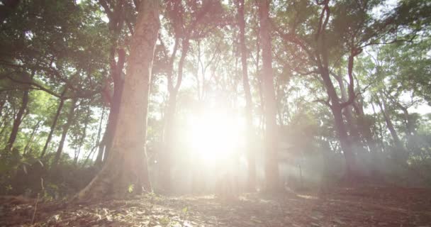 Aamulla metsässä. Auringonsäteet kulkevat puiden läpi — kuvapankkivideo