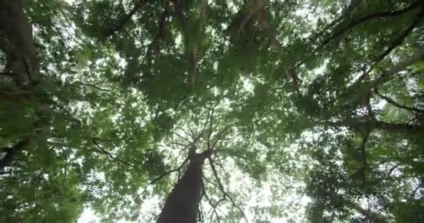 Dies ist ein Bild von grünem Wald. es ist ein Blick aus dem niedrigen Winkel des windigen Waldes, mit Seil geschossen — Stockvideo