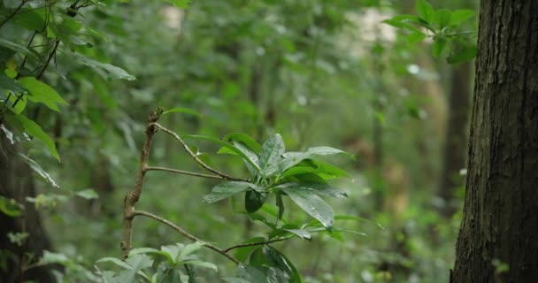 Feuilles vertes fraîches avec le vent soufflant lentement dans une forêt tropicale après une pluie relaxante, Concept naturel — Video