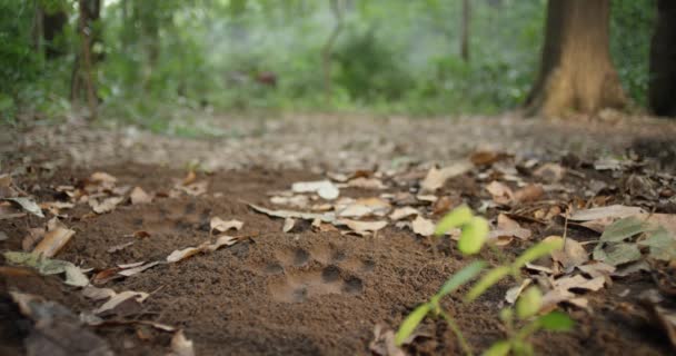 Close-up shot van Animal Footprint Trail in groen bos, — Stockvideo