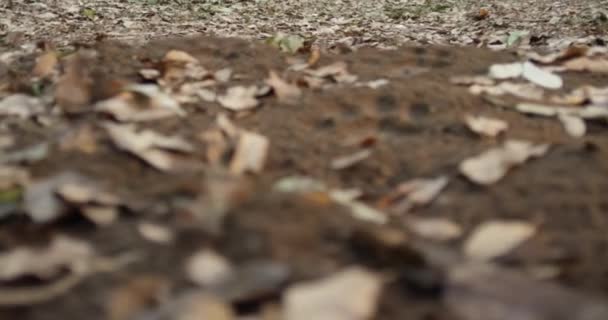 Close-up shot van Animal Footprint Trail in groen bos, — Stockvideo