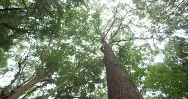 Vue depuis le bas angle de la forêt venteuse, Jeune bel homme heureux grimper sur un arbre et pointe vers le ciel , — Video