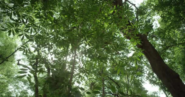 Hermosos rayos de sol iluminan un bosque de melocotones en los tonos claros de un verde fresco — Vídeo de stock