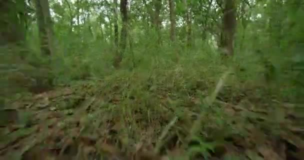 Pov Animal Söka grön skog, promenader på en stig i den gröna skogen, — Stockvideo