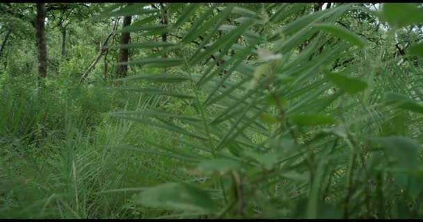 Zöld Erdő. Gyönyörű őszi reggel az erdőben — Stock videók