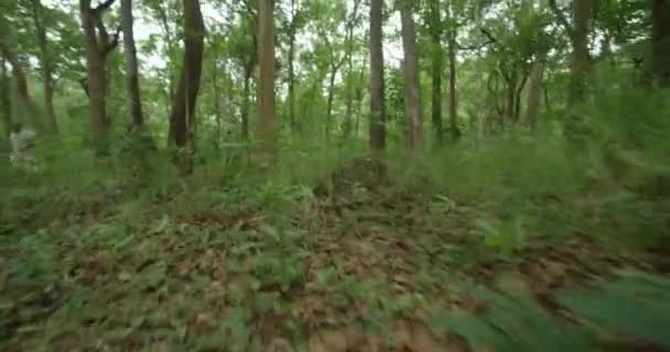 POV Caminando por un Sendero en el Bosque Verde , — Vídeos de Stock