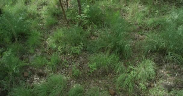 Grünwald. schöner Herbstmorgen im Wald — Stockvideo