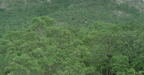 Dağlar tropik bitki örtüsü inanılmaz manzaralar sisli arka planlar büyük dağ arkaplanları — Stok video