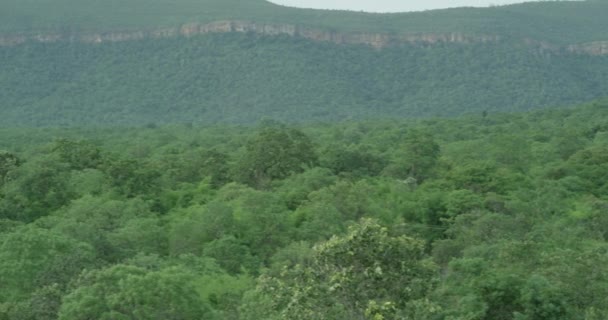 Vue aérienne du dessus des arbres verts d'été en arrière-plan de la forêt, La caméra est lentement panoramique plans — Video