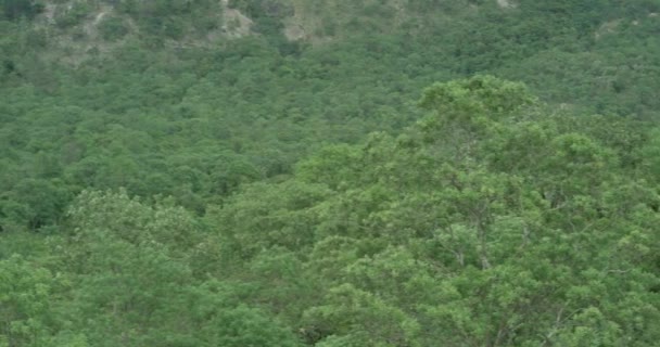 Kamera on hitaasti panoraama ja näyttää panoraamanäkymät valtava vuoristo metsien — kuvapankkivideo