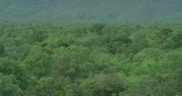 Vue aérienne du dessus des arbres verts d'été en arrière-plan de la forêt, La caméra est lentement panoramique plans — Video