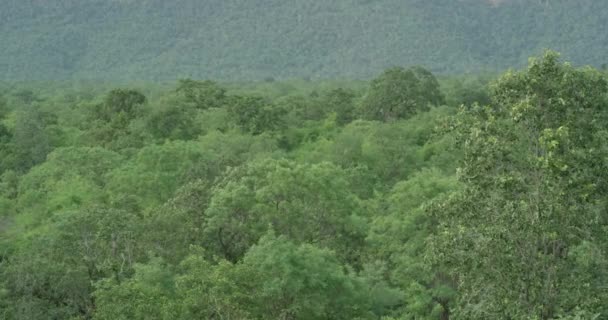 Αεροφωτογραφία του τροπικού δάσους. Όμορφο τροπικό τοπίο με εκπληκτικές φύσεις — Αρχείο Βίντεο