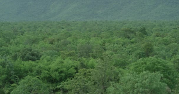 De camera is langzaam aan het pannen en geeft een panoramisch uitzicht op de enorme bergketen van bossen — Stockvideo