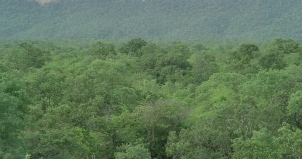 Kamera yavaşça dönüyor ve devasa orman dağlarının panoramik bir görüntüsünü gösteriyor. — Stok video