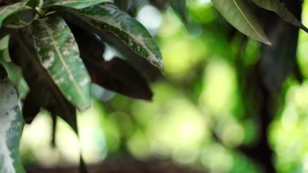 Mango, Fondo de la naturaleza a través del soplo de hojas de árboles de viento — Vídeos de Stock