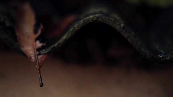 Water druppelend op blad, Na een zware regenbui regent het op de bladeren op het dak — Stockvideo