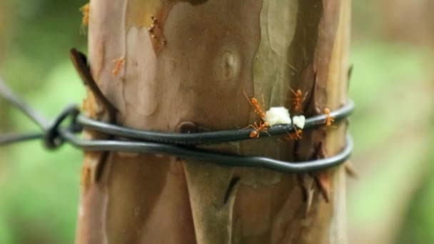 Macro rode mier eten.Rode mier werkt aan boom in de tuin — Stockvideo