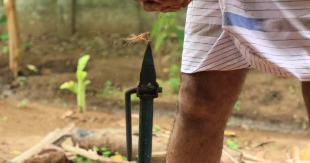 Hindistan 'daki hindistan cevizlerinin kabuğunu soyan adam. — Stok video